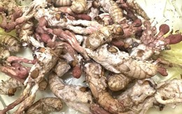 Ăn nấm mọc trên nhộng ve sầu vì nghĩ là đông trùng hạ thảo, bị ngộ độc nguy kịch