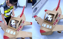 Bé gái cho chó cưng lái máy bay bìa cứng
