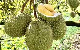 Phó thủ tướng yêu cầu xử lý thông tin liên quan đến trái sầu riêng