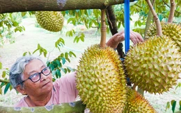 Sầu riêng trồng ở Phú Quốc giá cao ngất, đắt như tôm tươi