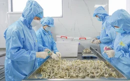Cần đảm bảo chất lượng yến sào phục vụ người dân