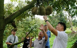 Lâm Đồng khẳng định sầu riêng không nhiễm hóa chất vàng O