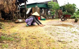 Cả vụ mùa bị trận lũ quá bất thường cuốn trôi trong đêm
