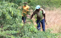 Cây chống sa mạc hóa biến thành hiểm họa sinh thái ở Kenya
