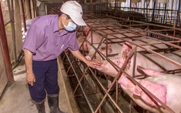 Giá heo hơi miền Nam 'lên đỉnh', người nuôi bớt lo