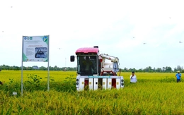 Mô hình thí điểm đề án 1 triệu ha lúa chất lượng cao, giảm phát thải cho hiệu quả bất ngờ
