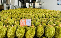 Việt Nam và Trung Quốc thống nhất tháo gỡ vướng mắc về xuất khẩu sầu riêng