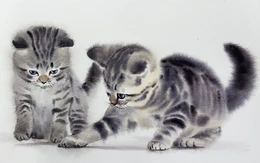 Ngắm những chú mèo hoang vẽ bằng màu nước giống như thật của họa sĩ Thái Lan