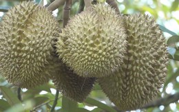 Góc nhìn trưa nay | Lý do nào khiến sầu riêng Phú Quốc giá cao vẫn không đủ bán?