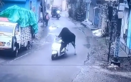 Bò 'lái' xe máy chạy trên phố