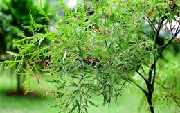 Lá đinh lăng được coi là 'sâm của người nghèo', vì sao?