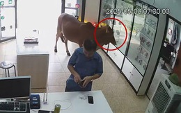 Bò ghé vào tiệm điện thoại 'mua iPhone'