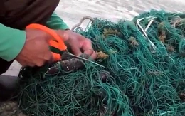 Đồi mồi kiệt sức vì mắc lưới thải ở Côn Đảo