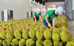 Sầu riêng xuất khẩu sang Trung Quốc giảm sâu, Bộ trưởng Đỗ Đức Duy chỉ đạo loạt giải pháp