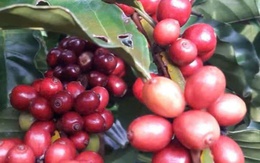 Giá cà phê đồng loạt tăng trong nước và thế giới