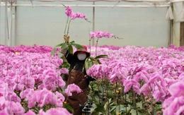Đầu tư công nghệ chọn tạo giống để ngành hoa Việt Nam phát triển như Hà Lan