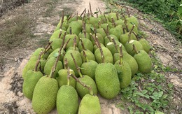 Mít Thái, ổi, xoài đồng giá 1.000 đồng/kg