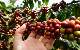 Giá cà phê giảm thêm, nhưng vẫn tốt hơn cùng kỳ năm trước