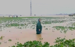 Hơn 700 ngôi nhà ở Quảng Nam bị ngập, hàng ngàn hecta đất trồng chìm trong nước lũ