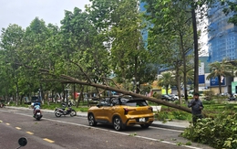Cây bật gốc giữa phố Quy Nhơn, đè bị thương 1 phụ nữ