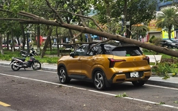 Cây bật gốc giữa phố Quy Nhơn, đè bị thương 1 phụ nữ