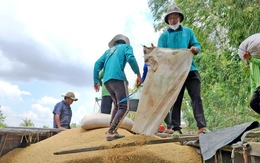 Không dễ tăng lượng gạo Việt xuất khẩu sang Nhật dù nước bạn đang thiếu, vì sao?