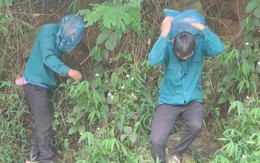 Cười sảng với thanh niên tay không bắt ong