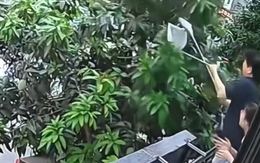 Kế hoạch trộm xoài hoàn hảo cho đến khi bị hàng xóm... lượm
