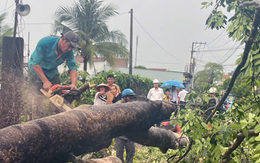 Hai cây xà cừ lớn bật gốc ngã đè đường dây trung thế ở Đồng Nai, 200 hộ dân mất điện