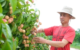 Vượt nắng thắng mưa, đưa vải thiều xuất khẩu Mỹ, Trung Quốc, Nhật Bản