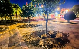 Đào hàng loạt cây mai vàng trước ngày bàn giao trụ sở, phường nói gì?
