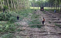 Bình Phước ‘bác’ toàn bộ kiến nghị của Tập đoàn Sơn Hải