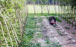 Rủi ro trong đấu thầu: Cẩn trọng để không trượt thầu oan