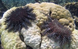 Australia tìm cách loại bỏ ‘thiên địch’ của rạn san hô Great Barrier
