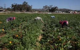 California, Mỹ: Truy quét nhập cư khiến nông sản thối rữa, nông trại lao đao