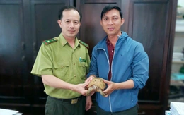 Rùa núi vàng đi lạc, được người dân tập thể dục bắt được giao cho kiểm lâm