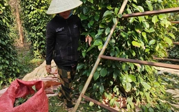Vì sao giá hồ tiêu vẫn chưa bật tăng mạnh như kỳ vọng?