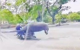 Trâu ‘điên’ húc làm bị thương người phụ nữ chạy xe máy ở Thanh Hóa