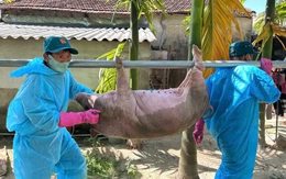 Dịch tả heo châu Phi có gây bệnh cho người?