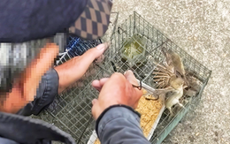 Đặt bẫy lồng bắt chim trời, ra giá bán ngay bên bờ kênh Nhiêu Lộc - Thị Nghè