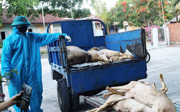 Một phường ở Đà Nẵng bùng phát dịch tả lợn châu Phi