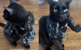Chú mèo Batman