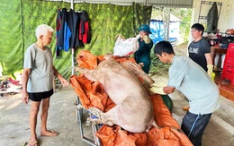 Nông dân trắng tay vì dịch tả heo châu Phi bùng phát