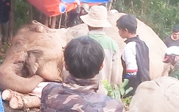 Voi cái Bắk Khăm bị voi đực 'nhảy đè lên mình', trượt chân chết trong rừng ở Đắk Lắk