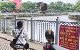 Người dân nuôi chim diều lửa không giấy tờ là phạm luật
