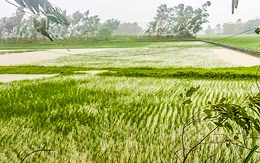 Bão số 3 Wipha gây mưa có nơi trên 400mm, gần 7.200ha lúa ở Thanh Hóa bị ngập