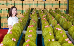 Sầu riêng Việt Nam xuất khẩu sẽ có tiêu chuẩn quốc gia nghiêm khắc