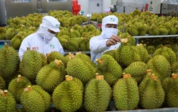 Sầu riêng Việt Nam được Trung Quốc đánh giá rất tốt sau chuyến kiểm tra thực tế