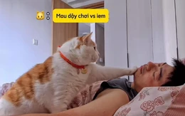 Chú mèo gọi ông chủ dậy siêu đáng yêu