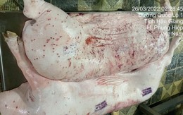 Kỷ luật cảnh cáo người đóng dấu kiểm dịch sai đối với heo bệnh của Công ty C.P. Việt Nam